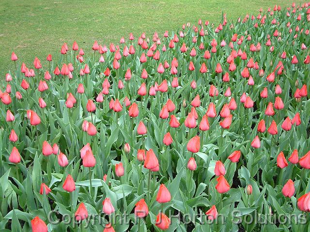 Tulip Bed